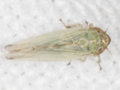 Rhopalopyx elongata